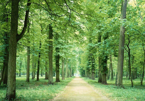 仟億達碳交易，讓林農(nóng)愛上植樹“賣空氣”